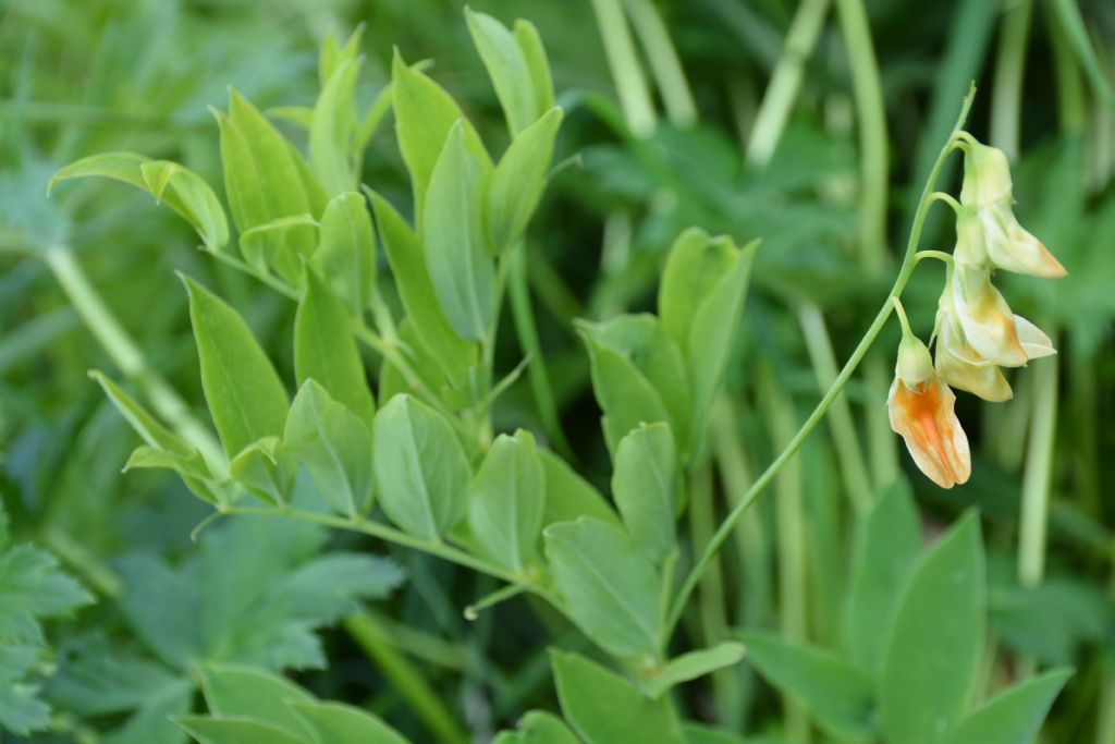 Lathyrus da identificare